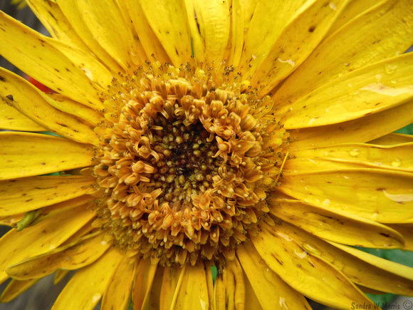1375 yellow gerber daisy layers