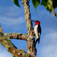 8045 red headed woodpecker crop 2