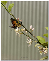 03/17/12 Monarch Butterfly