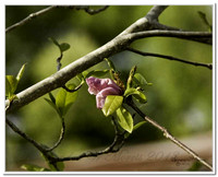 4018 Japanese magnolia bloom