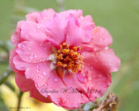 09/03/11 rain and flower