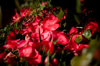 4037 camellia petals