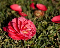 4035 camellia on ground