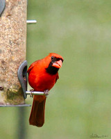 2431 male cardinal 100 percent crop