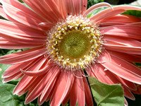 60839 pink gerber daisy