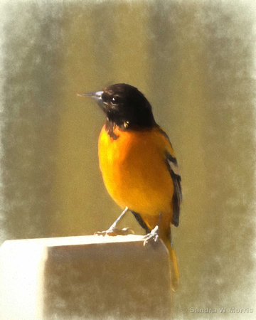 773 Baltimore Oriole TImpession PP3
