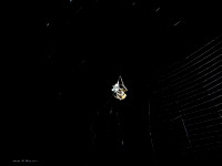 08/25/11 Orb Weaver Spider