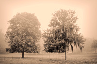 5537 the trees TBW2 antique sepia red BW resize 50