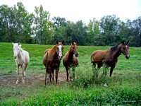 1687 horses on a drive around Pineville Louisiana_00001
