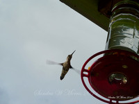 04/14/11 Hummingbird