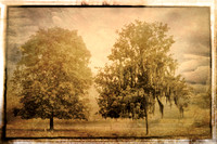 5537 the trees TBW2 antique sepia red BW with OO8 texture copy1 with frame