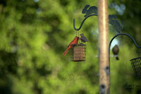 194 male cardinal feeding young