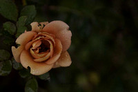 02/25/12 Roses