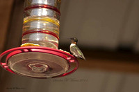 09/14/11 Hummingbirds