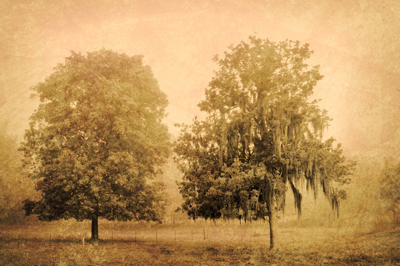 5537 the trees TBW2 antique sepia red BW with OO8 texture 50