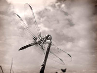 8223 dragonfly BW 2