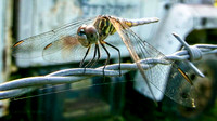 8228 dragonfly crop 2