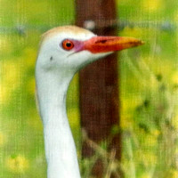 8258 egret face textures 2