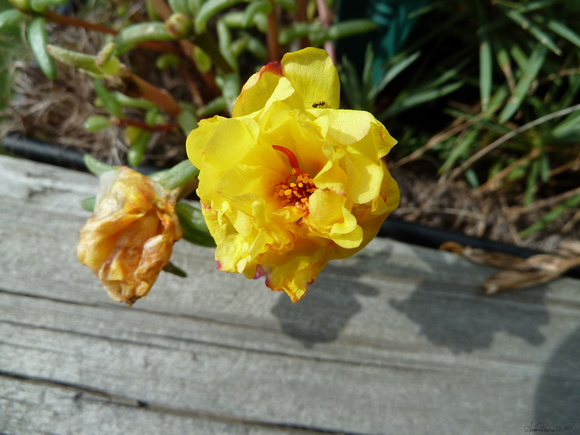 60837 yellow primrose