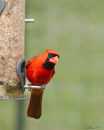 2431 male cardinal 100 percent crop
