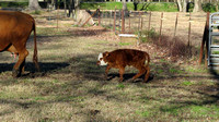02/27/14 Hoover's Calf and other photos