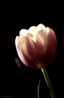 03/25/16 Tulips