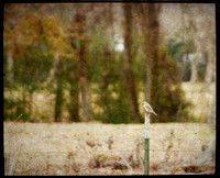4864 blue bird on fence texture overlay framed cropped