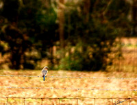 4866 blue bird on fence texture overlay cropped