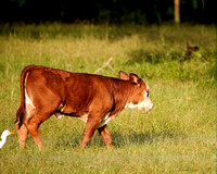 3972 Summer latest calf for Lauryn